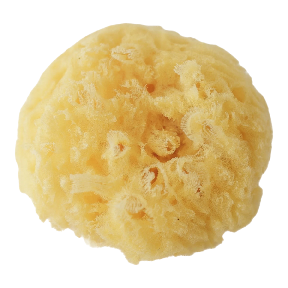 Natural Greek Bath Sponge